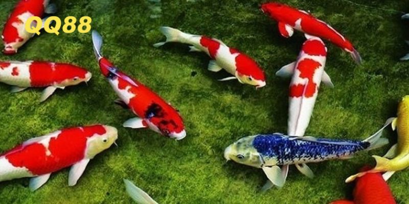 Thử vận may với các con số may mắn khi chiêm bao thấy cá