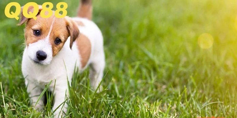 Chú ý bối cảnh xung quanh giấc mơ của mình